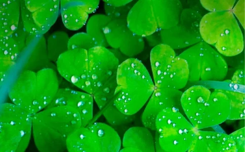 133.新生命力_表格式_适用于IT、工程_2页式_无内容_有封面_26考研复试_考研复试资料合集26_考研经典面试系列（复试技巧调剂指导口语指导自我介绍导师模板）_简历模板大全