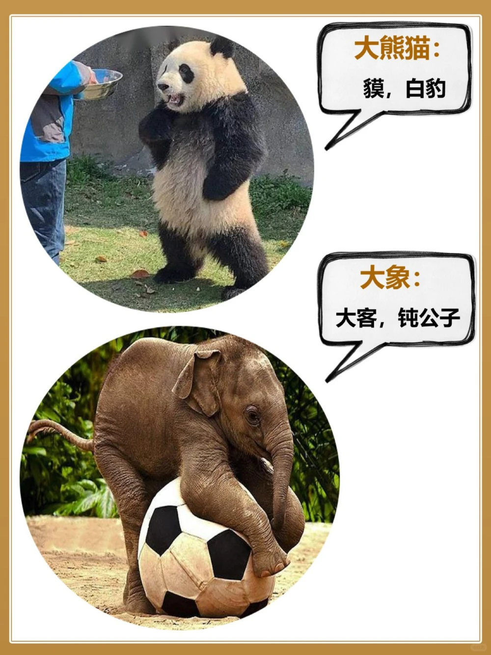 常见动物的古代别称古人真的好讲究_中小学精品资料(高清可打印)_百科知识大全集312份高清资料整理版