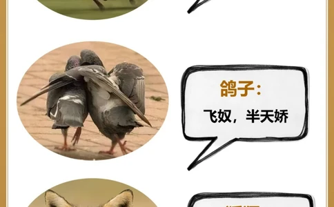 常见动物的古代别称古人真的好讲究_中小学精品资料(高清可打印)_百科知识大全集312份高清资料整理版