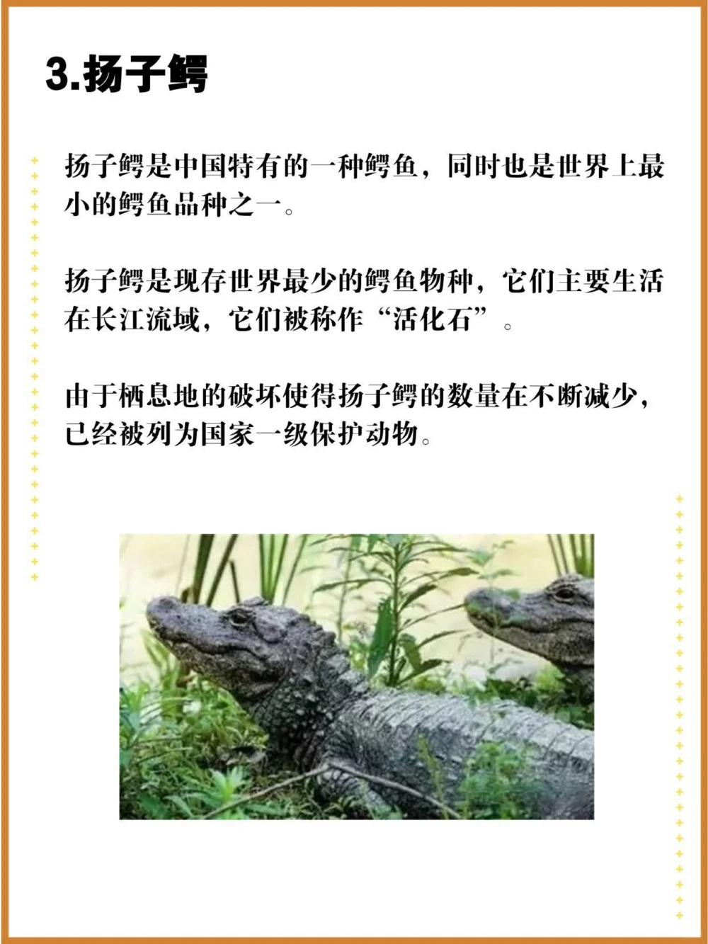 比大熊猫还珍贵的中国特有十大濒危物种！_中小学精品资料(高清可打印)_百科知识大全集312份高清资料整理版