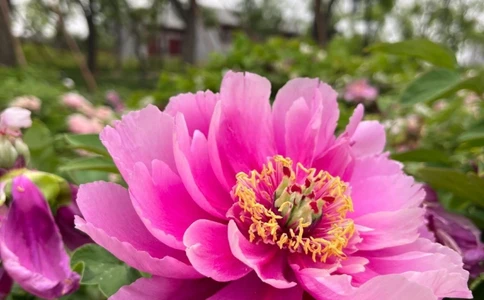 古诗词国色天香8首牡丹诗词_中小学精品资料(高清可打印)_古诗词大全集281份高清资料整理版