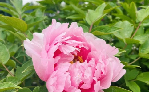 古诗词国色天香8首牡丹诗词_中小学精品资料(高清可打印)_古诗词大全集281份高清资料整理版