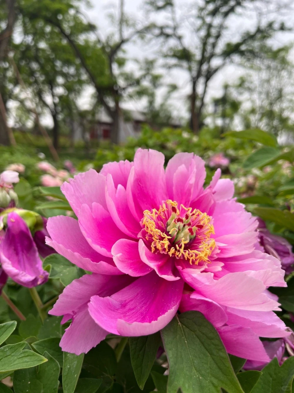 古诗词国色天香8首牡丹诗词_中小学精品资料(高清可打印)_古诗词大全集281份高清资料整理版