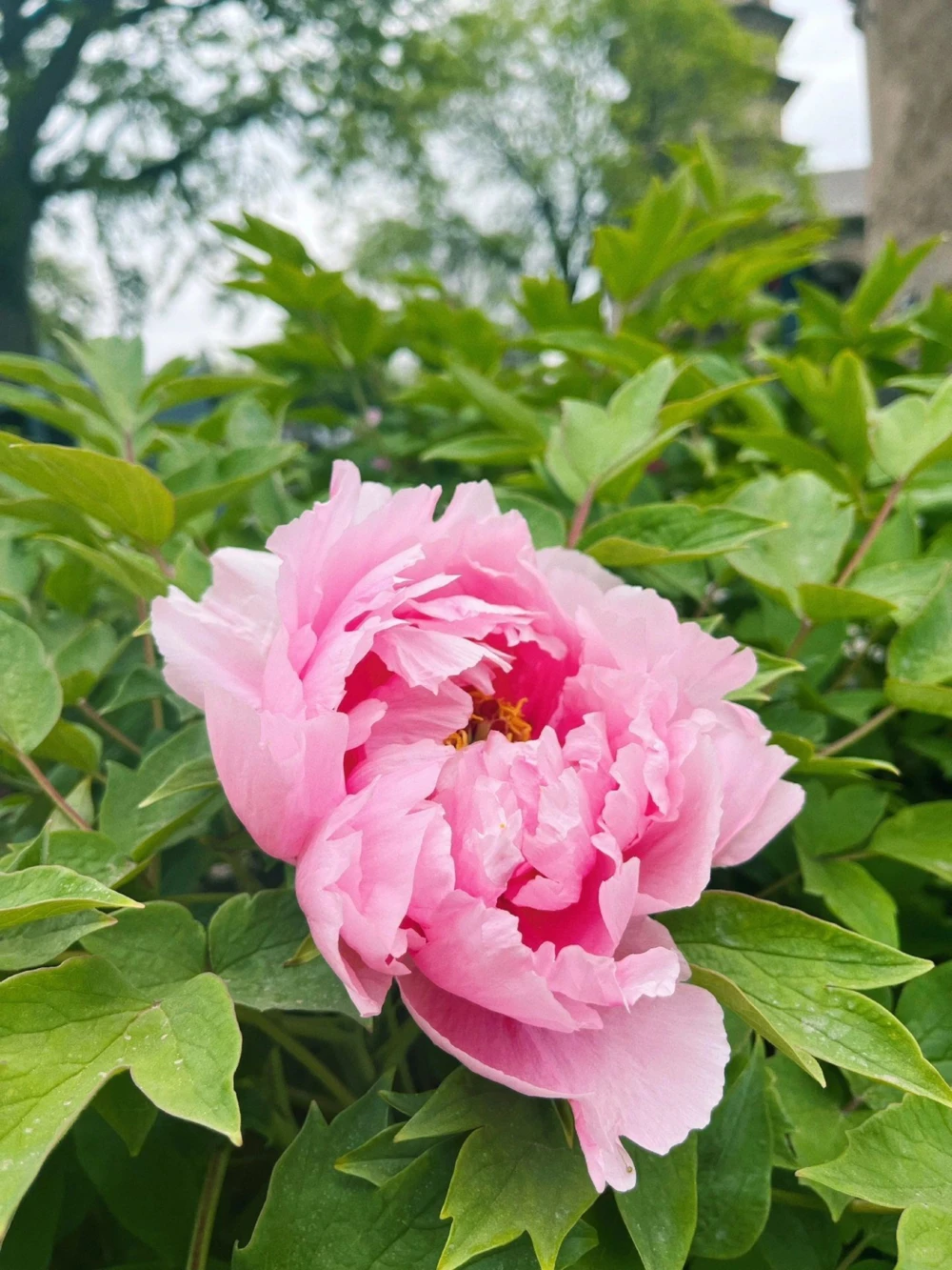 古诗词国色天香8首牡丹诗词_中小学精品资料(高清可打印)_古诗词大全集281份高清资料整理版