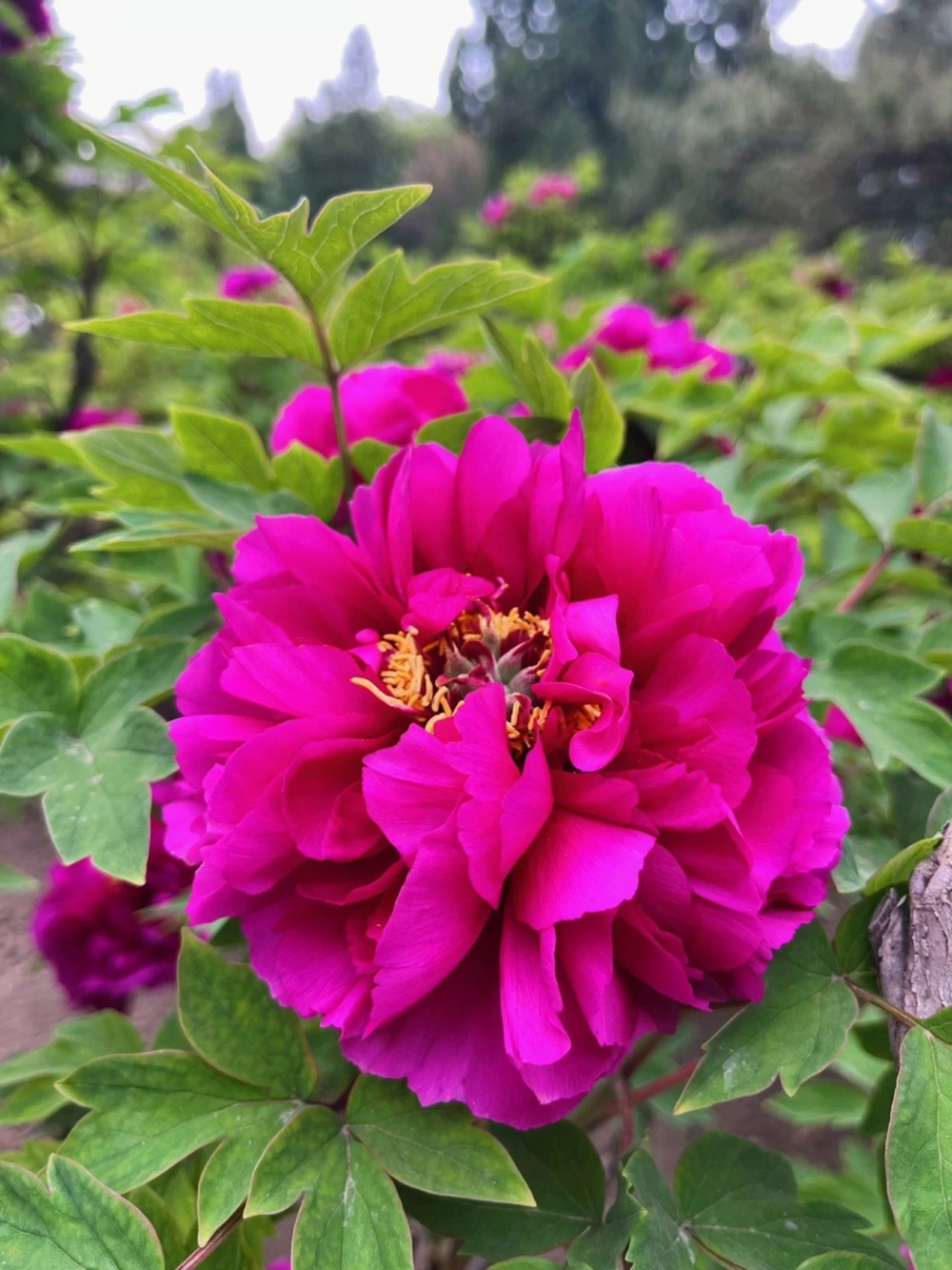 古诗词国色天香8首牡丹诗词_中小学精品资料(高清可打印)_古诗词大全集281份高清资料整理版