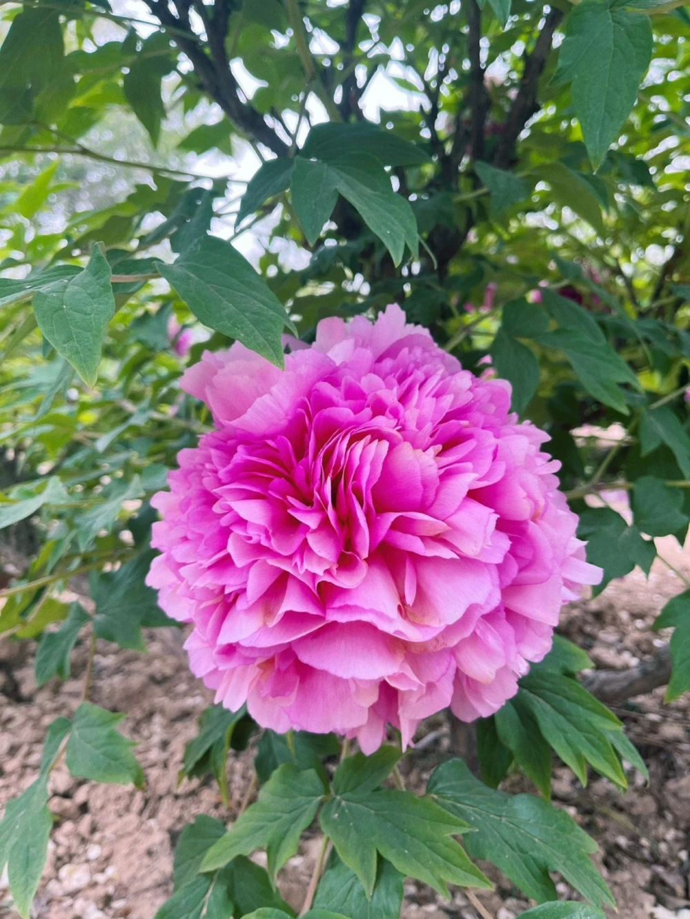 古诗词国色天香8首牡丹诗词_中小学精品资料(高清可打印)_古诗词大全集281份高清资料整理版