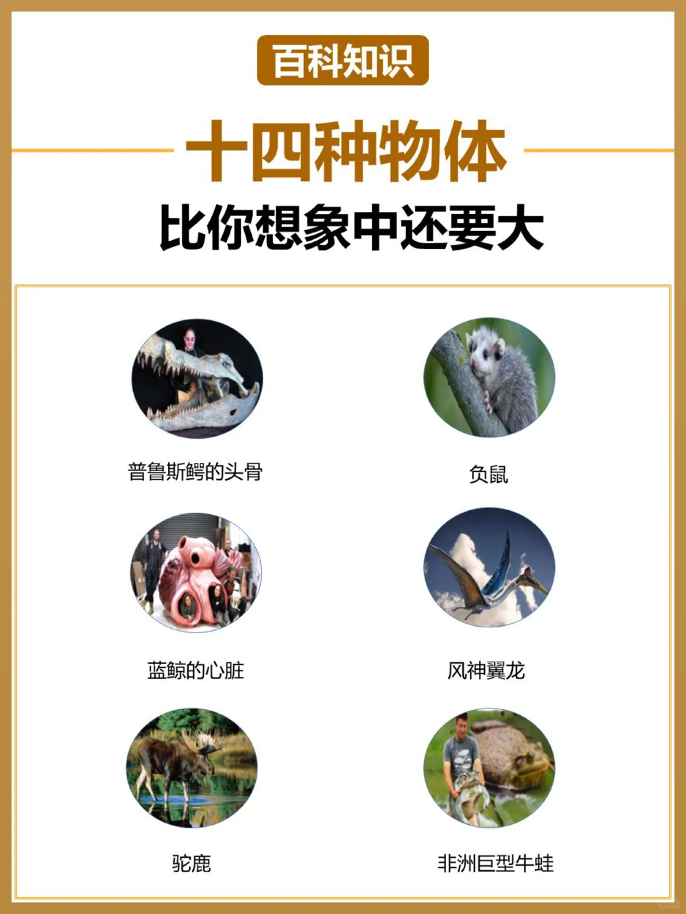 涨知识原来这些东西比想象中还要大！_中小学精品资料(高清可打印)_常识知识大全集140份高清资料整理版