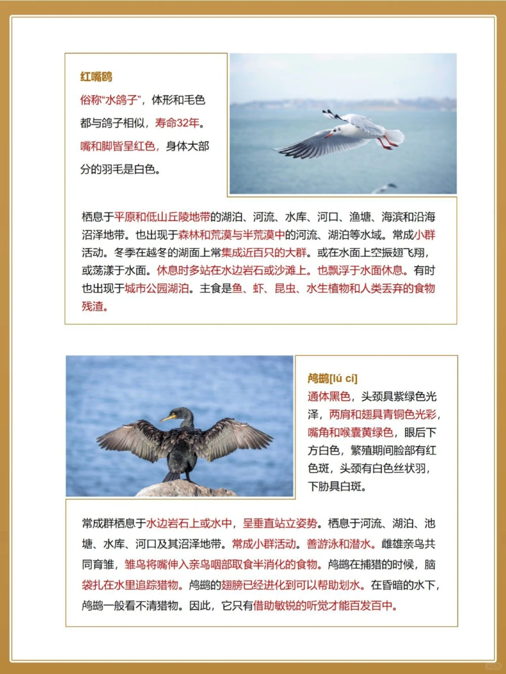 自然科普秋季候鸟图鉴亲子百科小知识_中小学精品资料(高清可打印)_百科知识大全集312份高清资料整理版