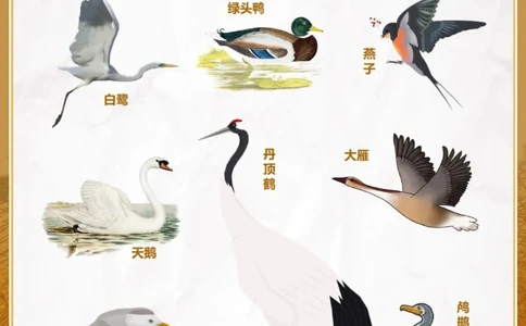 自然科普秋季候鸟图鉴亲子百科小知识_中小学精品资料(高清可打印)_百科知识大全集312份高清资料整理版