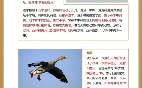 自然科普秋季候鸟图鉴亲子百科小知识_中小学精品资料(高清可打印)_百科知识大全集312份高清资料整理版