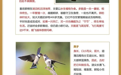 自然科普秋季候鸟图鉴亲子百科小知识_中小学精品资料(高清可打印)_百科知识大全集312份高清资料整理版