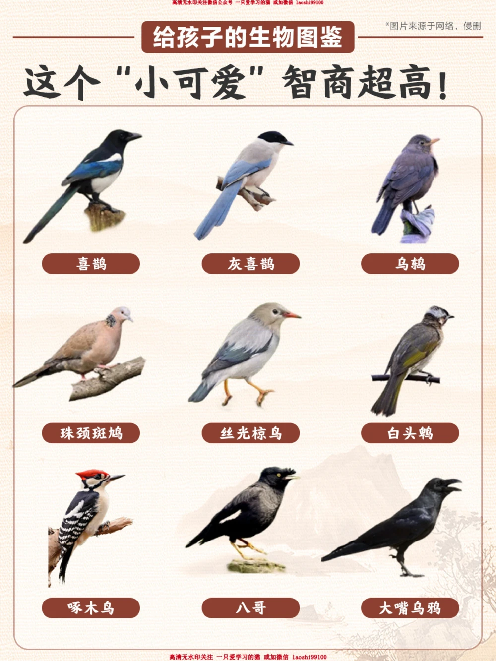 每天认识一种动物-智商超高的小可爱_2025抖音最火小学全科全年级资料大全集超完整版_小学常识VIP资源禁止外传