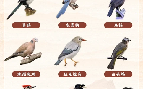 每天认识一种动物-智商超高的小可爱_2025抖音最火小学全科全年级资料大全集超完整版_小学常识VIP资源禁止外传