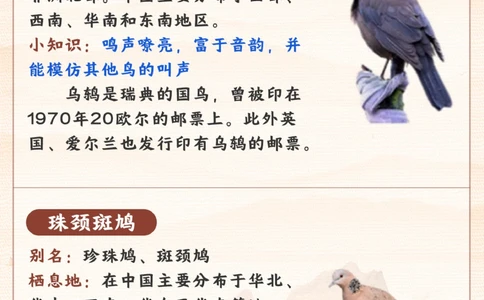 每天认识一种动物-智商超高的小可爱_2025抖音最火小学全科全年级资料大全集超完整版_小学常识VIP资源禁止外传