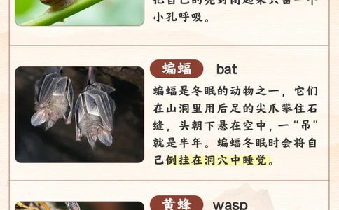 自然科普给孩子们的冬眠动物图鉴_2025抖音最火小学全科全年级资料大全集超完整版_小学常识VIP资源禁止外传
