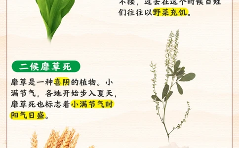 认识二十四节气小满-小满胜万全_2025抖音最火小学全科全年级资料大全集超完整版_小学常识VIP资源禁止外传