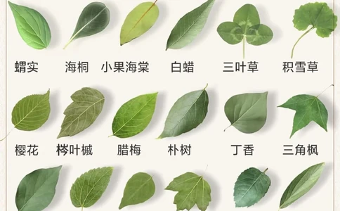 自然科普带孩子认识30种常见的树叶_2025抖音最火小学全科全年级资料大全集超完整版_小学常识VIP资源禁止外传