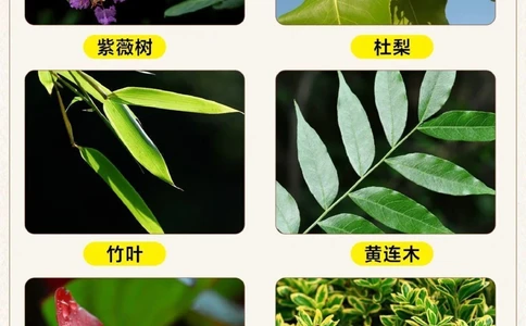 自然科普带孩子认识30种常见的树叶_2025抖音最火小学全科全年级资料大全集超完整版_小学常识VIP资源禁止外传