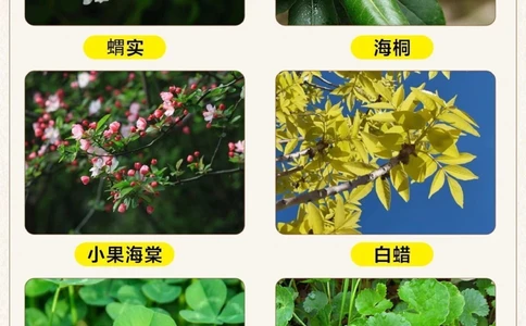 自然科普带孩子认识30种常见的树叶_2025抖音最火小学全科全年级资料大全集超完整版_小学常识VIP资源禁止外传