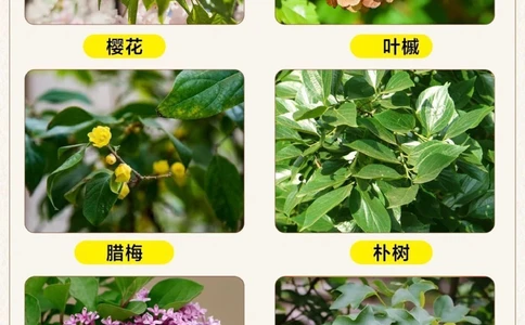 自然科普带孩子认识30种常见的树叶_2025抖音最火小学全科全年级资料大全集超完整版_小学常识VIP资源禁止外传