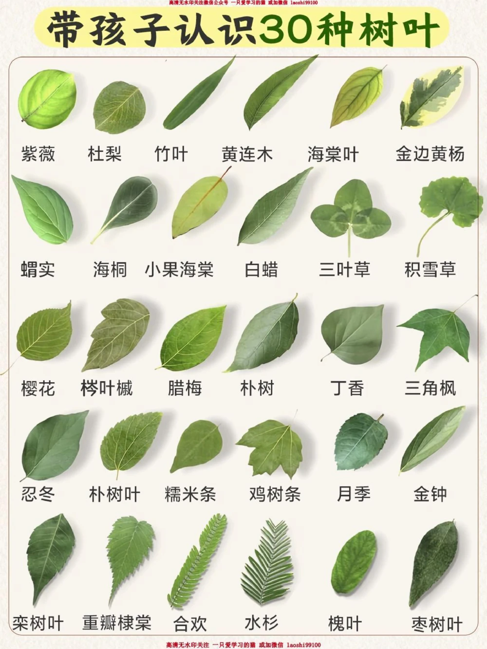 自然科普带孩子认识30种常见的树叶_2025抖音最火小学全科全年级资料大全集超完整版_小学常识VIP资源禁止外传