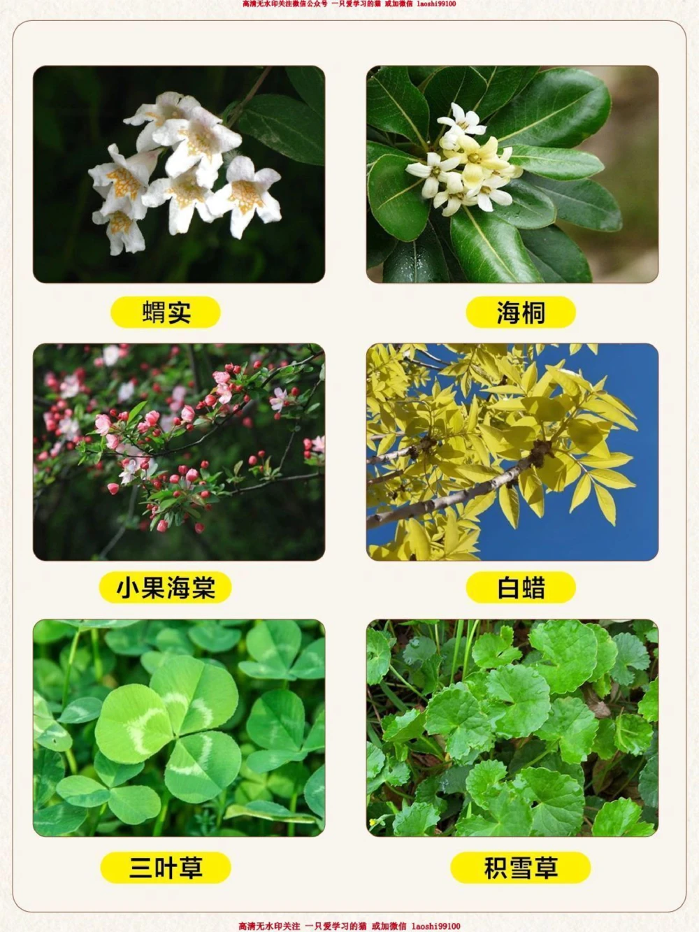 自然科普带孩子认识30种常见的树叶_2025抖音最火小学全科全年级资料大全集超完整版_小学常识VIP资源禁止外传