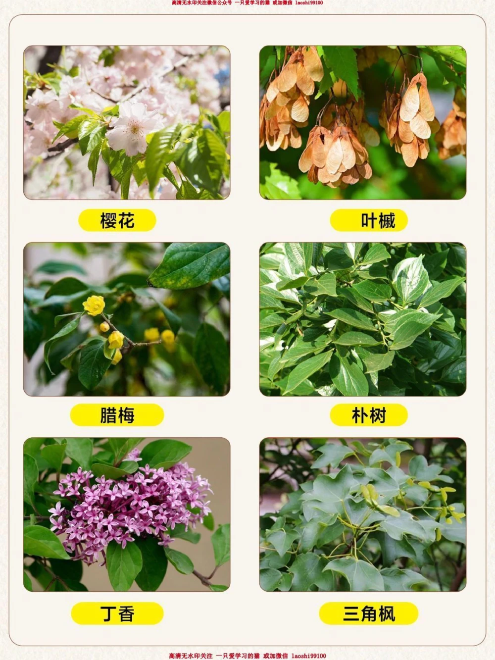 自然科普带孩子认识30种常见的树叶_2025抖音最火小学全科全年级资料大全集超完整版_小学常识VIP资源禁止外传