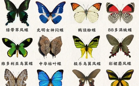 自然科普带孩子认识20种蝴蝶-涨见识_2025抖音最火小学全科全年级资料大全集超完整版_小学常识VIP资源禁止外传