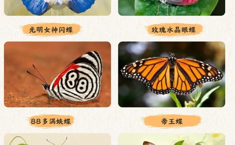 自然科普带孩子认识20种蝴蝶-涨见识_2025抖音最火小学全科全年级资料大全集超完整版_小学常识VIP资源禁止外传