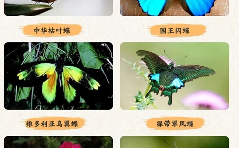 自然科普带孩子认识20种蝴蝶-涨见识_2025抖音最火小学全科全年级资料大全集超完整版_小学常识VIP资源禁止外传