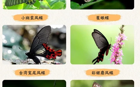 自然科普带孩子认识20种蝴蝶-涨见识_2025抖音最火小学全科全年级资料大全集超完整版_小学常识VIP资源禁止外传