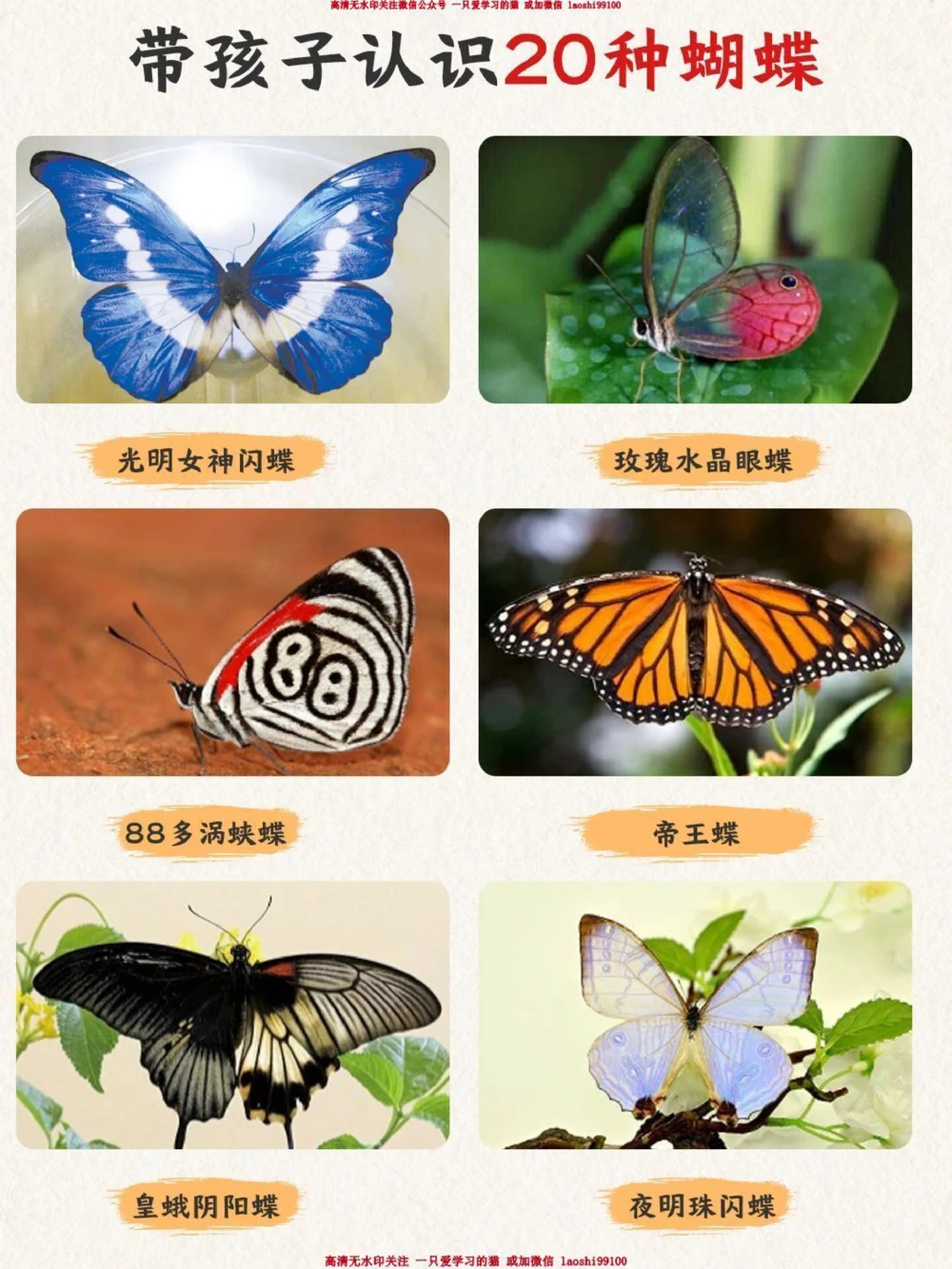 自然科普带孩子认识20种蝴蝶-涨见识_2025抖音最火小学全科全年级资料大全集超完整版_小学常识VIP资源禁止外传