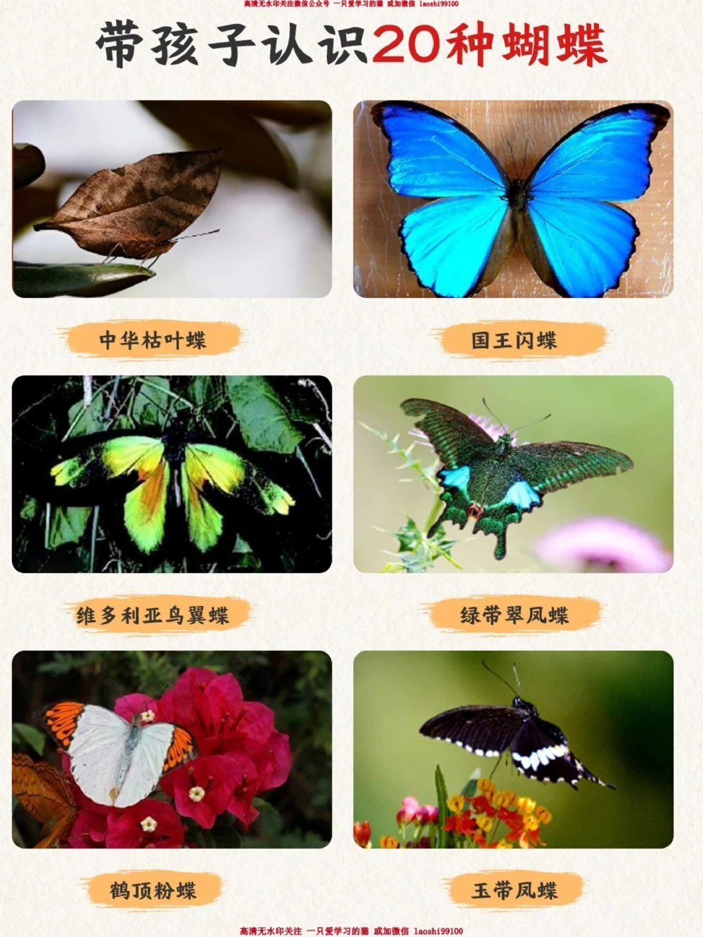 自然科普带孩子认识20种蝴蝶-涨见识_2025抖音最火小学全科全年级资料大全集超完整版_小学常识VIP资源禁止外传