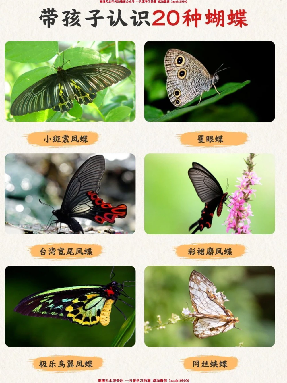 自然科普带孩子认识20种蝴蝶-涨见识_2025抖音最火小学全科全年级资料大全集超完整版_小学常识VIP资源禁止外传