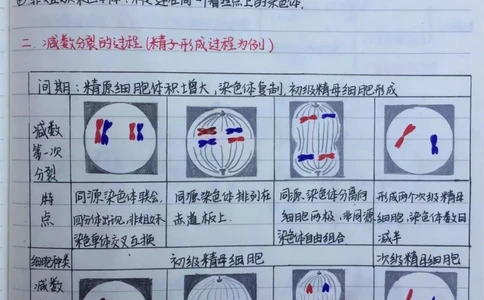 高中生物必修二有丝分裂-减数分裂详细复习笔记，期中考试就可以用上#高中生物#每天学习一点点#手写笔记#图文伙伴计划#抖音图文来了_中小学精品资料(高清可打印)
