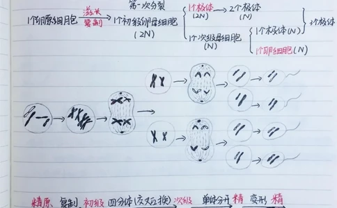 高中生物必修二有丝分裂-减数分裂详细复习笔记，期中考试就可以用上#高中生物#每天学习一点点#手写笔记#图文伙伴计划#抖音图文来了_中小学精品资料(高清可打印)