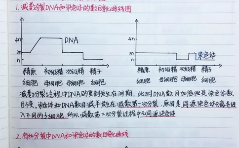 高中生物必修二有丝分裂-减数分裂详细复习笔记，期中考试就可以用上#高中生物#每天学习一点点#手写笔记#图文伙伴计划#抖音图文来了_中小学精品资料(高清可打印)