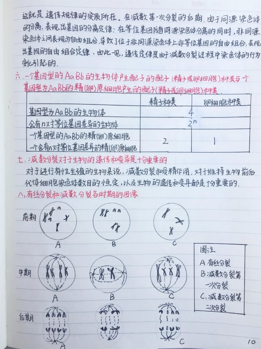 高中生物必修二有丝分裂-减数分裂详细复习笔记，期中考试就可以用上#高中生物#每天学习一点点#手写笔记#图文伙伴计划#抖音图文来了_中小学精品资料(高清可打印)