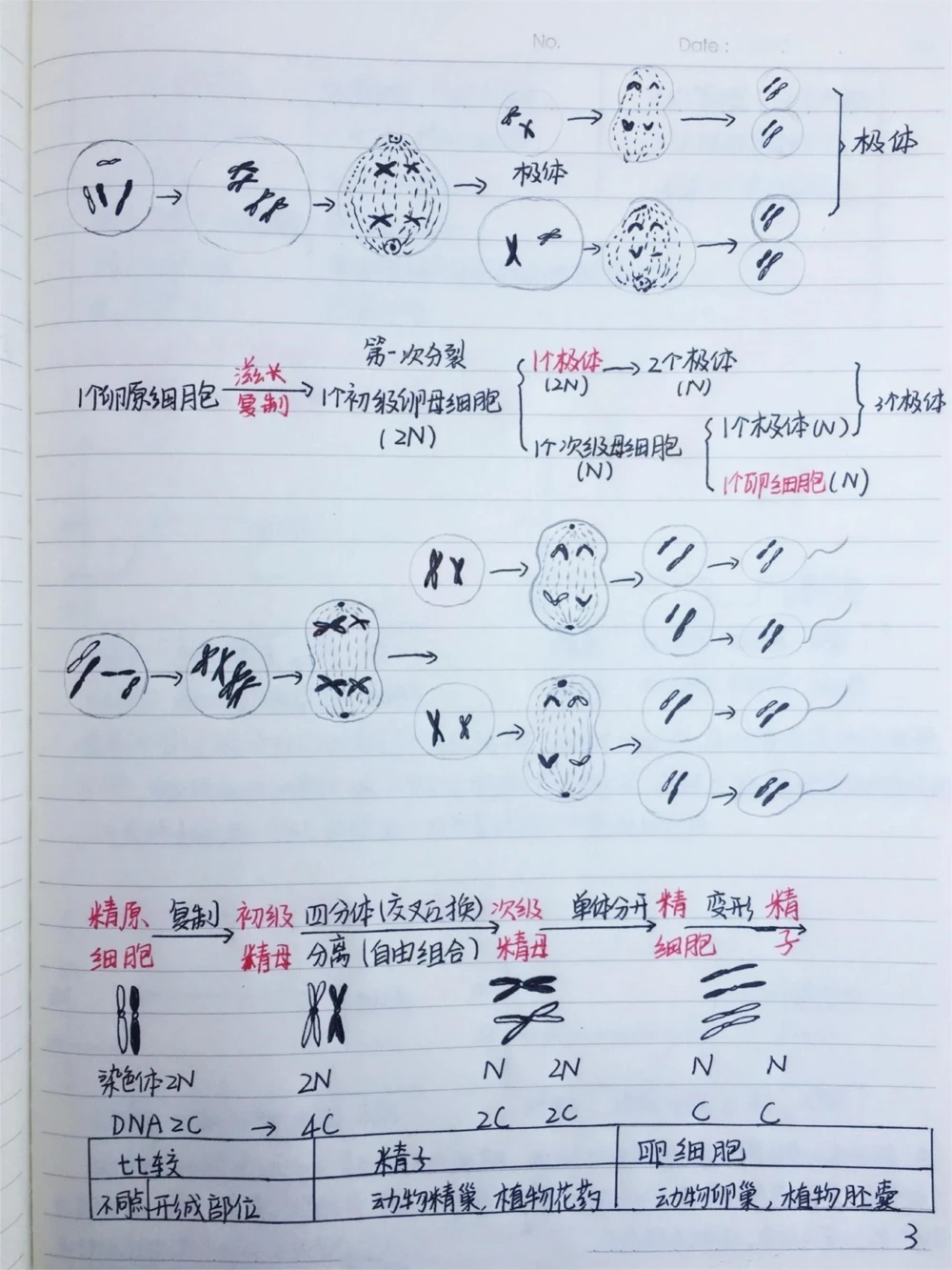 高中生物必修二有丝分裂-减数分裂详细复习笔记，期中考试就可以用上#高中生物#每天学习一点点#手写笔记#图文伙伴计划#抖音图文来了_中小学精品资料(高清可打印)