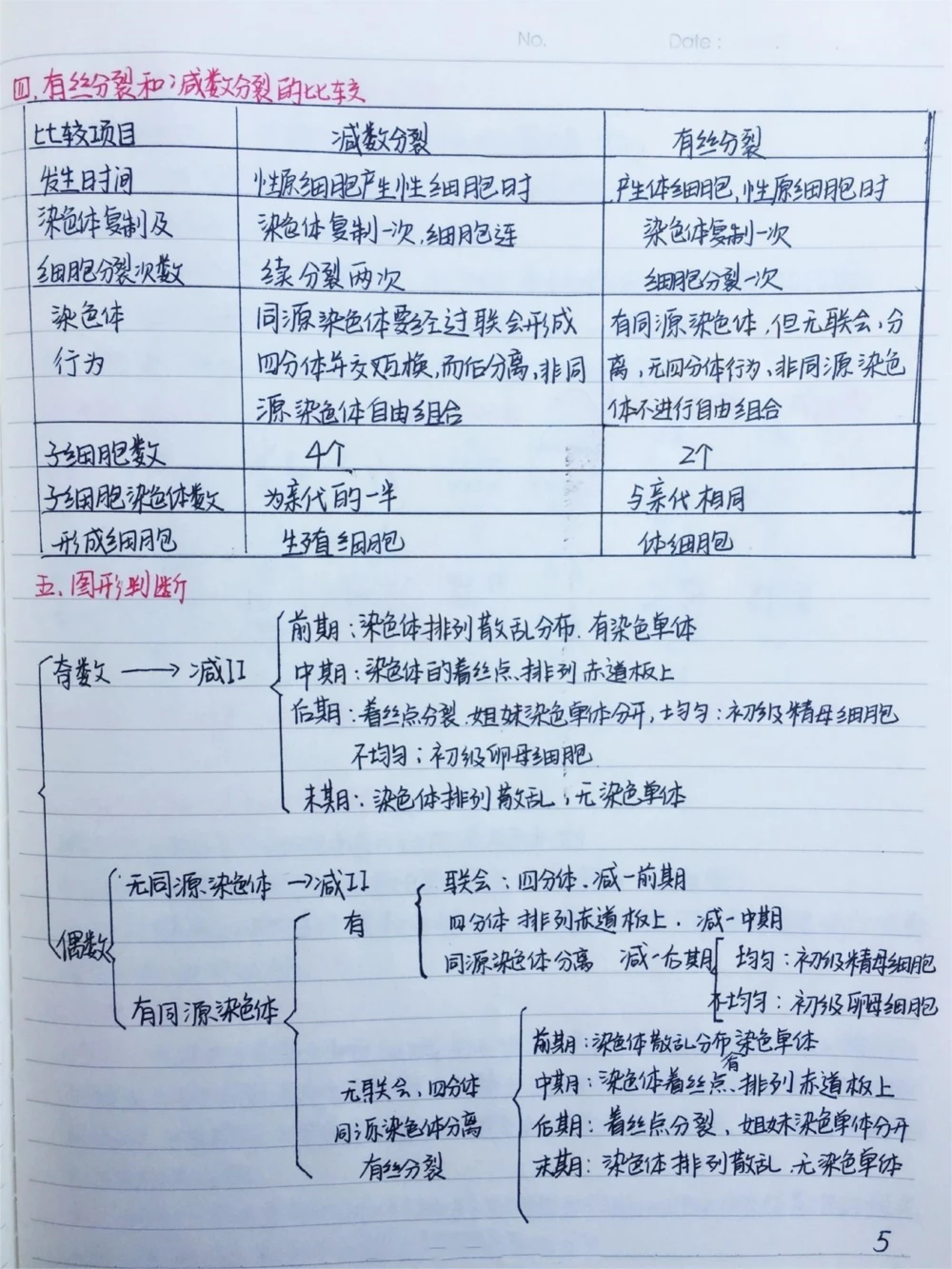 高中生物必修二有丝分裂-减数分裂详细复习笔记，期中考试就可以用上#高中生物#每天学习一点点#手写笔记#图文伙伴计划#抖音图文来了_中小学精品资料(高清可打印)