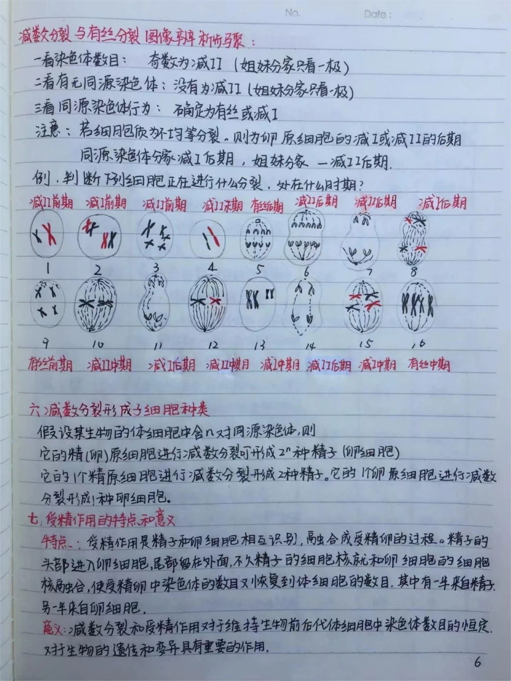 高中生物必修二有丝分裂-减数分裂详细复习笔记，期中考试就可以用上#高中生物#每天学习一点点#手写笔记#图文伙伴计划#抖音图文来了_中小学精品资料(高清可打印)