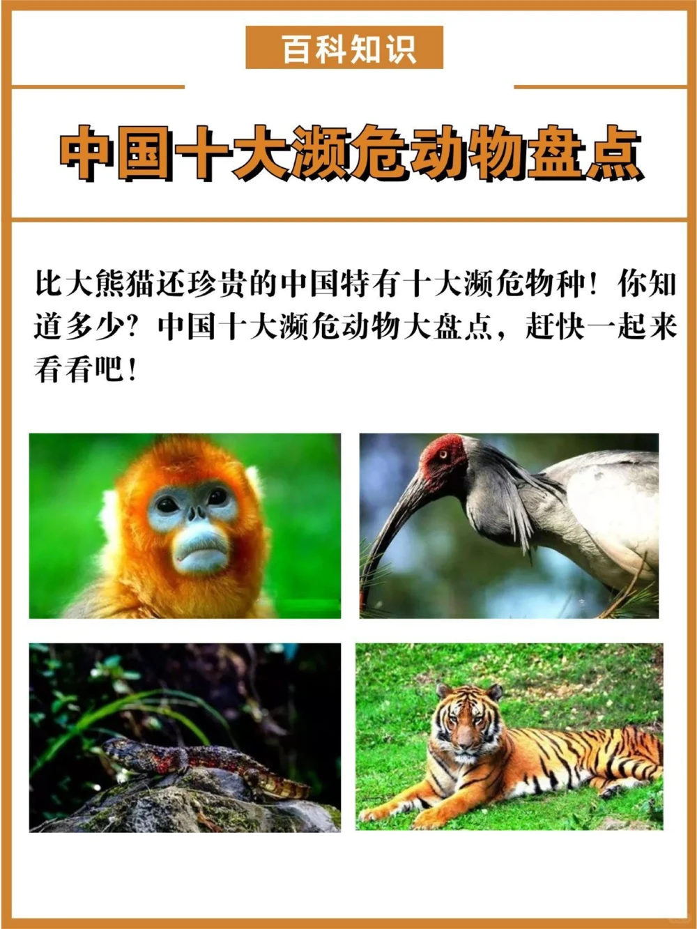 比大熊猫还珍贵的中国特有十大濒危物种！_中小学精品资料(高清可打印)_百科知识大全集312份高清资料整理版