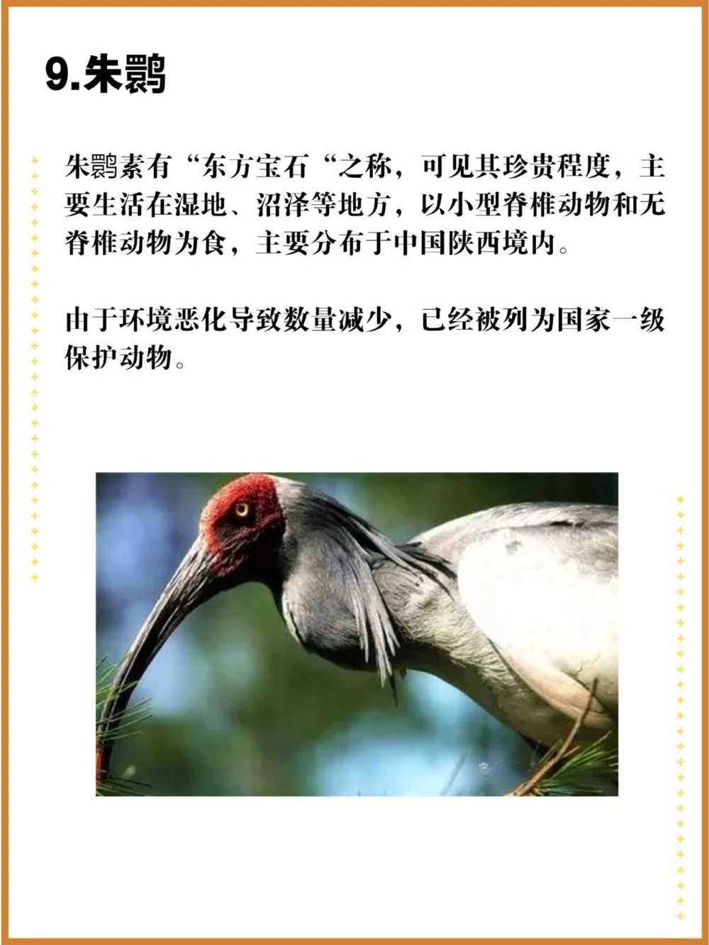 比大熊猫还珍贵的中国特有十大濒危物种！_中小学精品资料(高清可打印)_百科知识大全集312份高清资料整理版