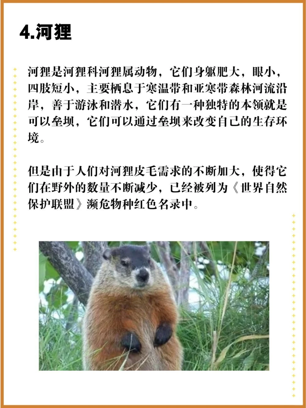 比大熊猫还珍贵的中国特有十大濒危物种！_中小学精品资料(高清可打印)_百科知识大全集312份高清资料整理版