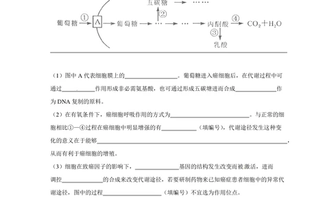 2012年高考生物试卷（四川）（空白卷）_生物历年高考真题_新&middot;PDF版2008-2025&middot;高考生物真题_生物（按试卷类型分类）2008-2025_自主命题卷&middot;生物（2008-2025）_四川自主命题&middot;生物（2008-2016）