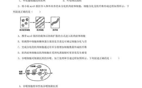 2013年高考生物试卷（山东）（空白卷）_生物历年高考真题_新&middot;PDF版2008-2025&middot;高考生物真题_生物（按省份分类）2008-2025_2008-2025&middot;（山东）生物高考真题