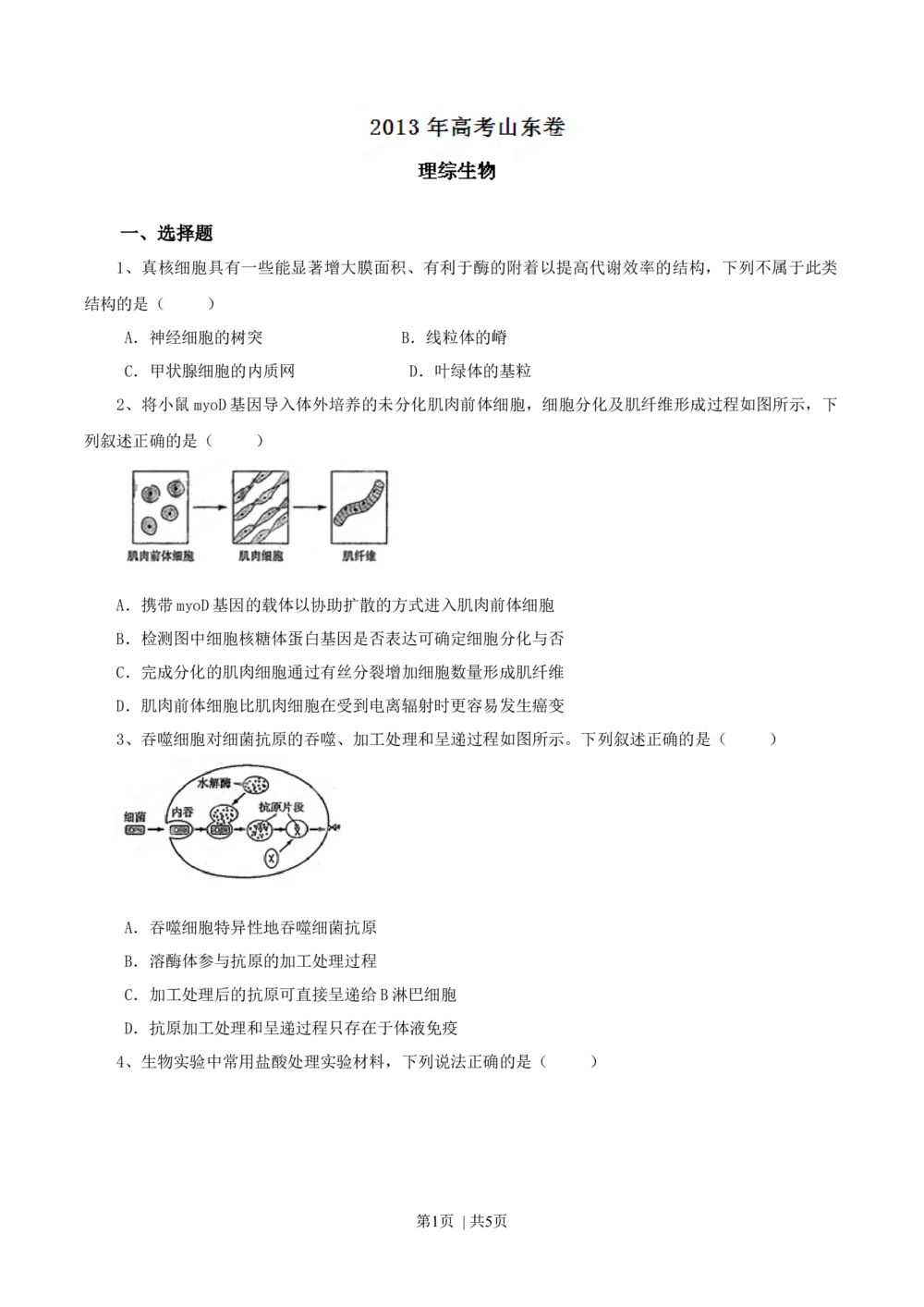 2013年高考生物试卷（山东）（空白卷）_生物历年高考真题_新&middot;Word版2008-2025&middot;高考生物真题_生物（按试卷类型分类）2008-2025_自主命题卷&middot;生物（2008-2025）