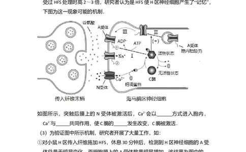 2017年高考生物试卷（北京）（空白卷）_生物历年高考真题_新&middot;Word版2008-2025&middot;高考生物真题_生物（按年份分类）2008-2025_2017&middot;高考生物真题