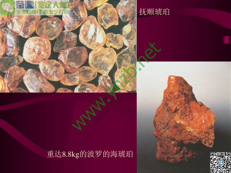 第12讲：自然历史中的生命瑰宝：有机宝石(珊瑚、琥珀、象牙等)_X018-玉石珠宝鉴定教程最新合集_3、珠宝玉石鉴赏学习资料合集_珠宝玉石大学培训讲座教材