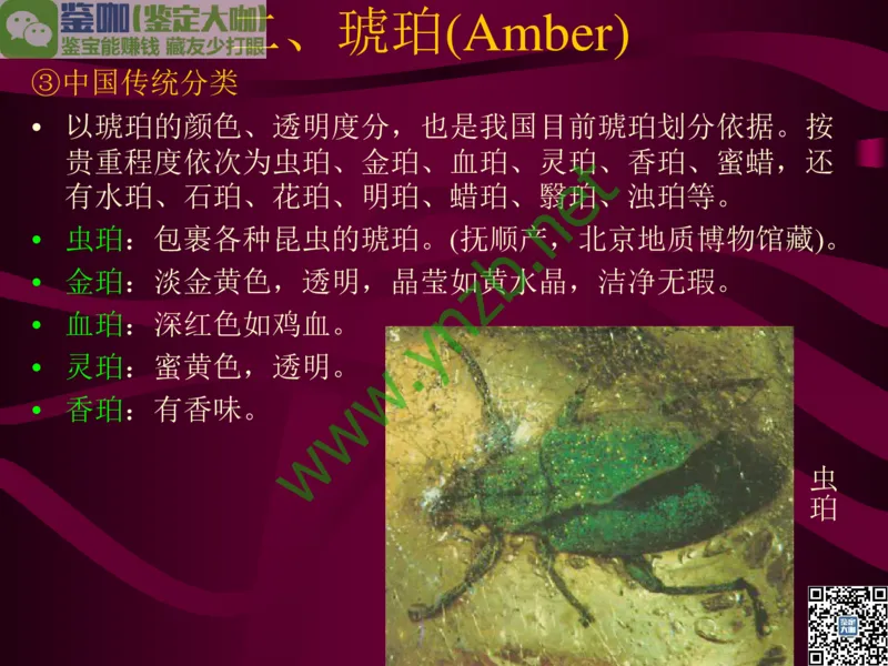 第12讲：自然历史中的生命瑰宝：有机宝石(珊瑚、琥珀、象牙等)_X018-玉石珠宝鉴定教程最新合集_3、珠宝玉石鉴赏学习资料合集_珠宝玉石大学培训讲座教材